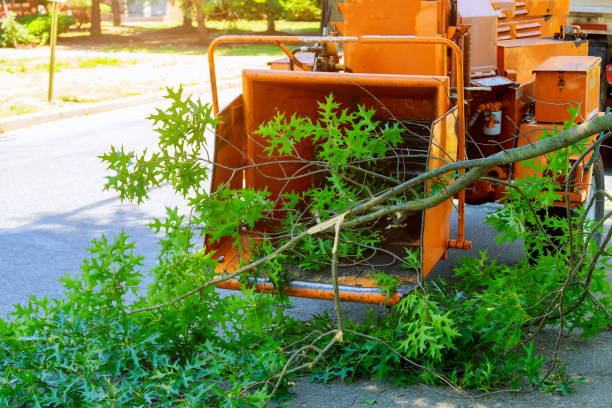 How Our Tree Care Process Works  in  Aurora, OH